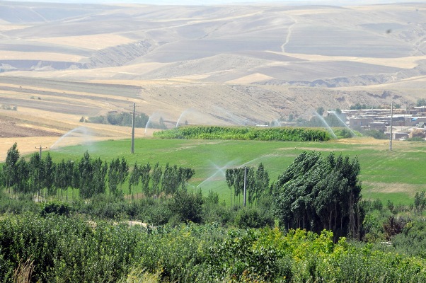 ۲۵ درصد تولید گندم استان در شهرستان هشترود است/ شهرستان هشترود، قطب کشاورزی آذربایجان‌شرقی