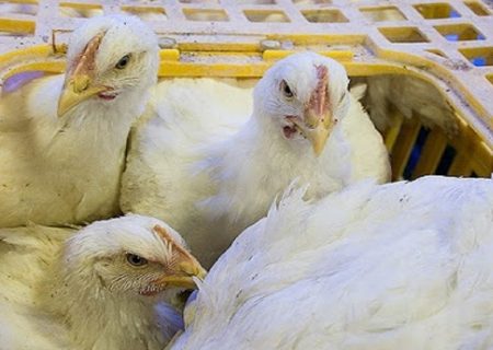 کشف بیش از هزار قطعه مرغ زنده فاقد مجوز در میانه