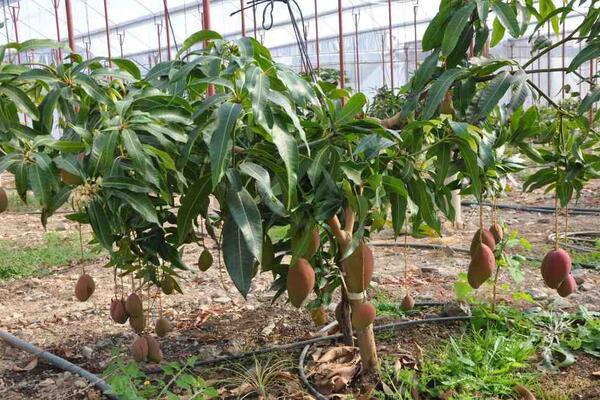 افزایش ۸۵ درصدی صادرات میوه های گرمسیری ترکیه