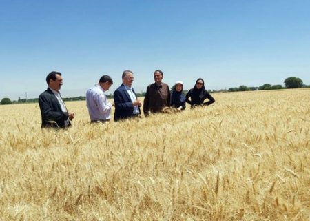تولید ۲۰ هزار تن گندم در شهرستان بناب
