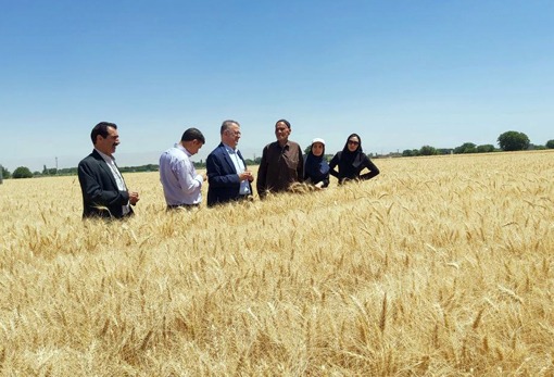 تولید ۲۰ هزار تن گندم در شهرستان بناب