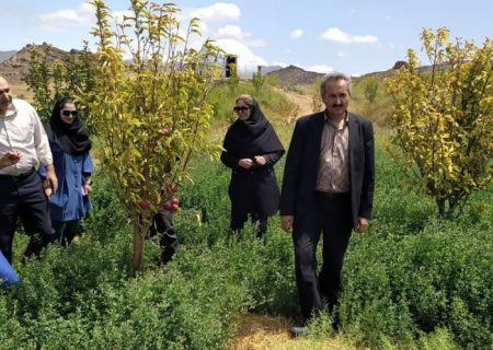 تولید بیش از ۱۷۵  هزار تن محصولات زراعی در شهرستان تبریز