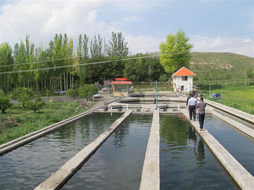 تولید بیش از ۹ هزارتن انواع آبزیان طی سال گذشته در آذربایجان شرقی