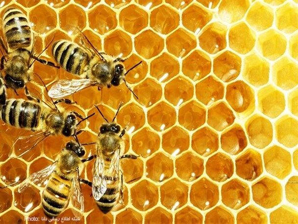 اردبیل رتبه سوم کشوری تولید عسل را کسب کرد