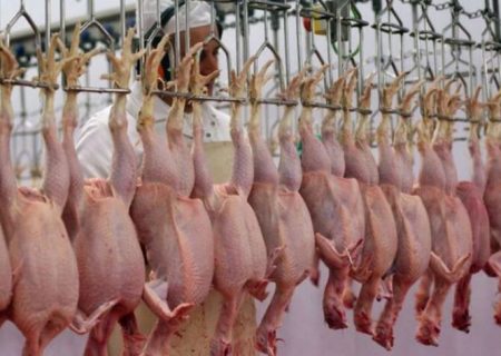 افزایش ۱۵ هزار تنی تولید گوشت مرغ در آذربایجان شرقی