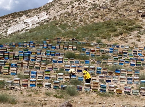 برداشت بیش از ۳ هزار تن عسل از کندوهای شهرستان مراغه