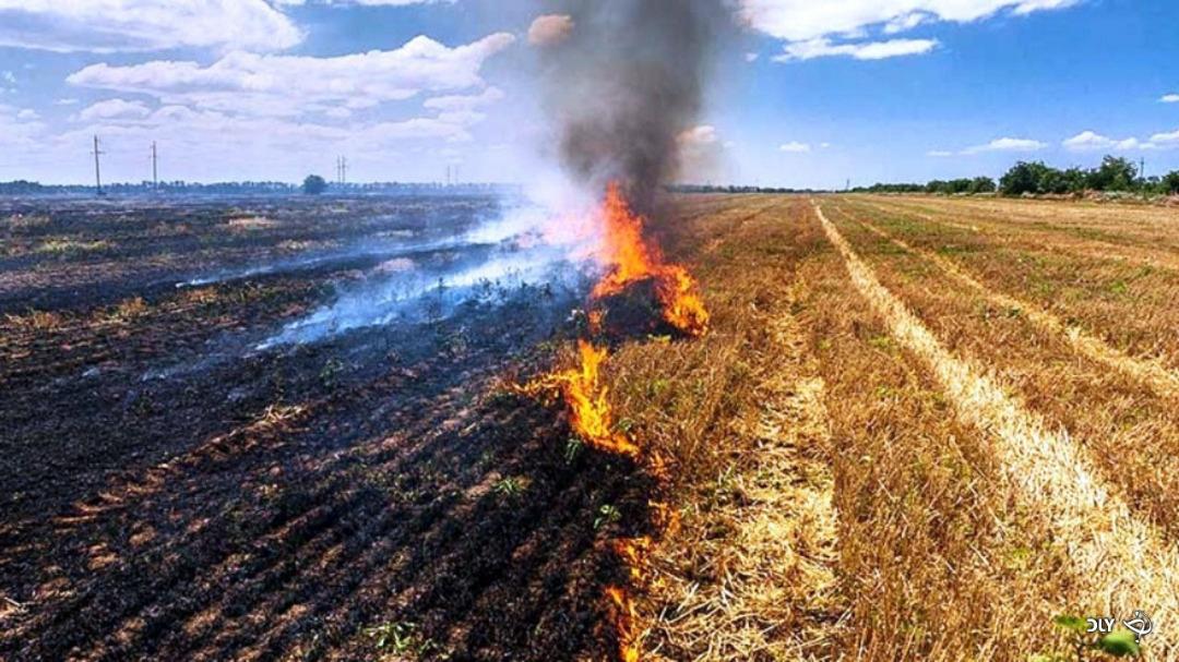سوزاندن کاه و کلش مزارع گندم ممنوعیت قانونی دارد