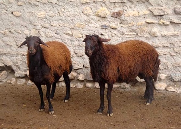 ثبت نخستین انجمن نژادی گوسفند کشور در زنجان/در صدد کاهش تصدی‌های دولتی هستیم