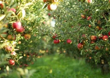 کاهش ۵۰ درصدی تولید سیب در هشترود