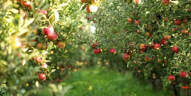 کاهش ۵۰ درصدی تولید سیب در هشترود
