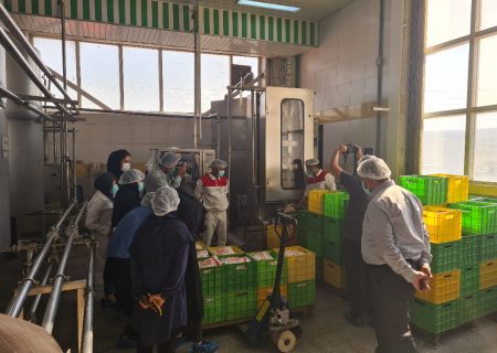 فعالیت اولین و بزرگترین کارخانه فرآوری تخم مرغ کشور در تبریز
