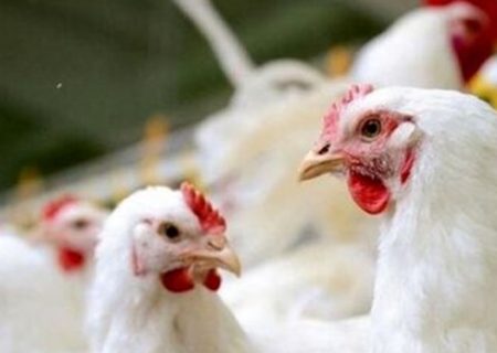 قطع وابستگی به واردات مرغ مادر با لاین آرین/ تولید مرغ آ پلاس به عنوان بالاترین رتبه محصول