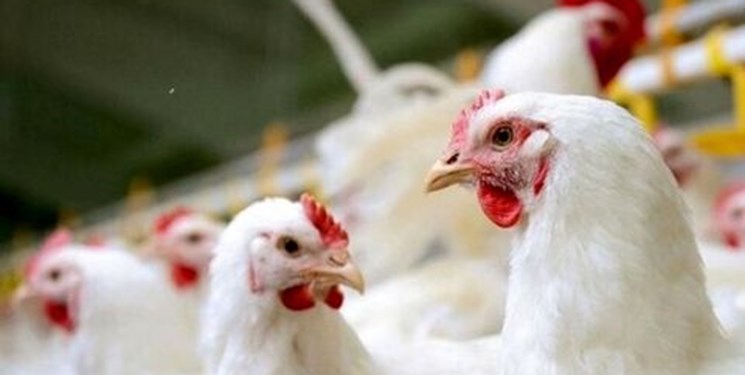 قطع وابستگی به واردات مرغ مادر با لاین آرین/ تولید مرغ آ پلاس به عنوان بالاترین رتبه محصول