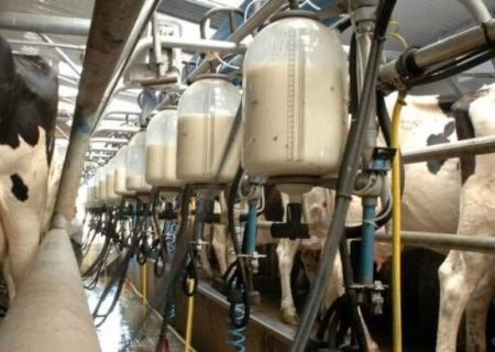 شبستر تامین کننده پنج درصد از شیر خام کشور