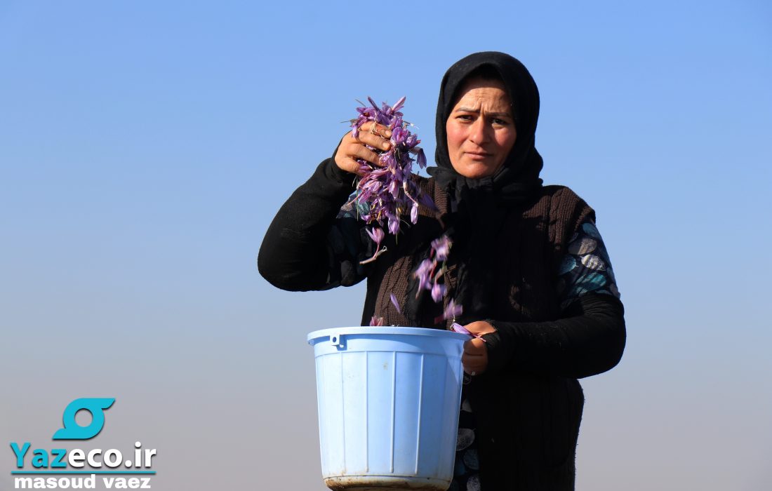 برداشت زعفران مرغوب از بناب مرند