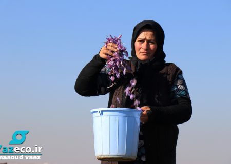 برداشت زعفران مرغوب از بناب مرند