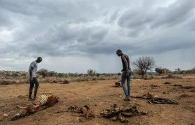 خشکسالی در کنیا: صدها حیوان وحشی تلف شدند