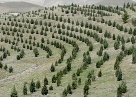 آذربایجان شرقی پیشتاز نهضت کاشت یک میلیارد اصله نهال در کشور است