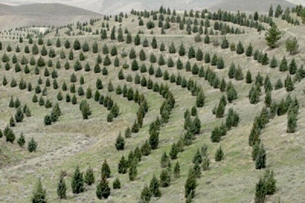 آذربایجان شرقی پیشتاز نهضت کاشت یک میلیارد اصله نهال در کشور است