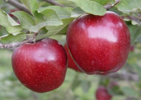 کاهش بیش از ۵۰ درصدی تولید سیب درختی در اهر