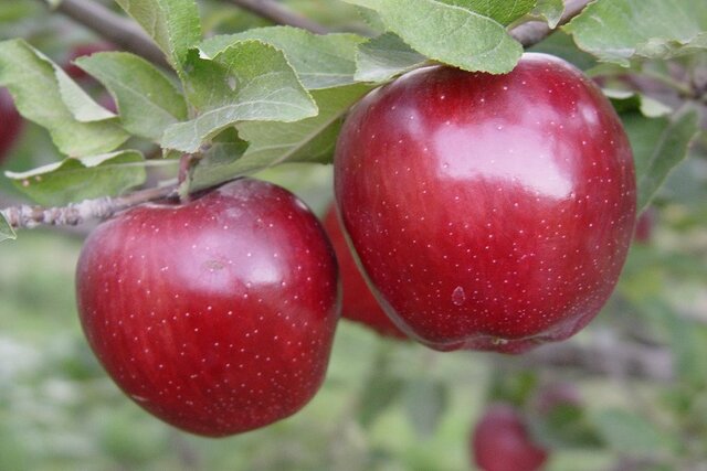 کاهش بیش از ۵۰ درصدی تولید سیب درختی در اهر