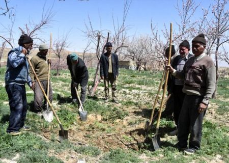 کشاورزان آذربایجان شرقی ۸۰ میلیارد تومان غرامت بیمه محصولات دریافت می‌کنند
