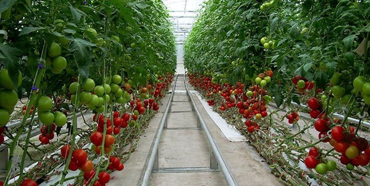 آغاز شناسنامه‌دار کردن محصولات کشاورزی در آذربایجان‌شرقی