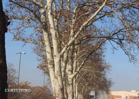 حکایت باغ شهر تبریز با احیای درختان چنار بار دیگر روایت می‌شود
