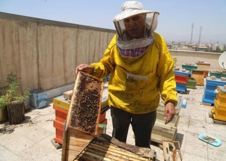 تولید بیش از ۵۴۵ هزار کیلوگرم عسل در هشترود