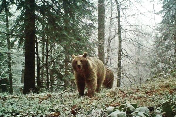 خرس ها امسال به خواب زمستانی نرفتند