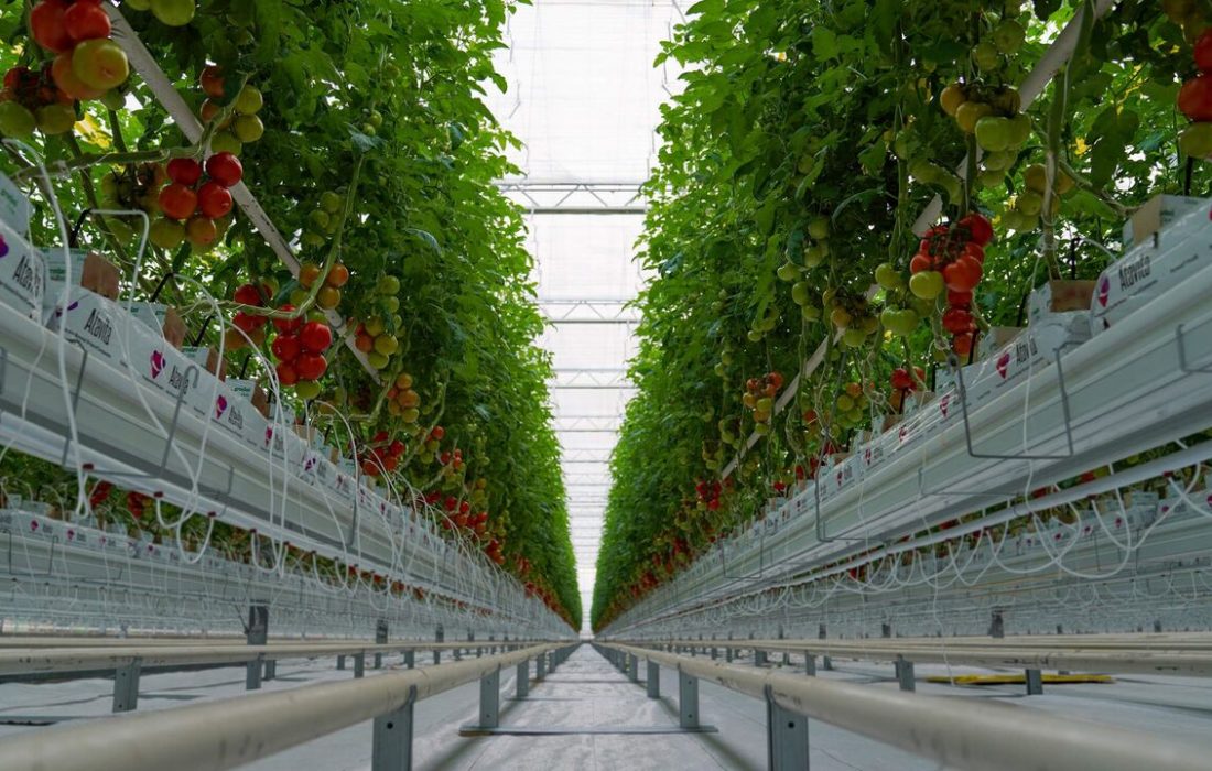 تولید سالانه ۴۳ هزار تن محصولات گلخانه‌ای در منطقه آزاد ارس