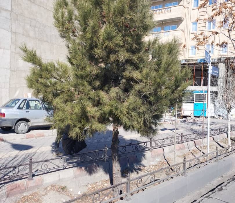 سرپرست سازمان سیما ، منظر و فضای سبز شهرداری تبریز: با عاملین قطع درخت برخورد قانونی می شود 