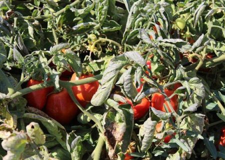 هشدار جهاد کشاورزی آذربایجان شرقی نسبت به سرمازدگی محصولات