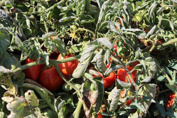 هشدار جهاد کشاورزی آذربایجان شرقی نسبت به سرمازدگی محصولات