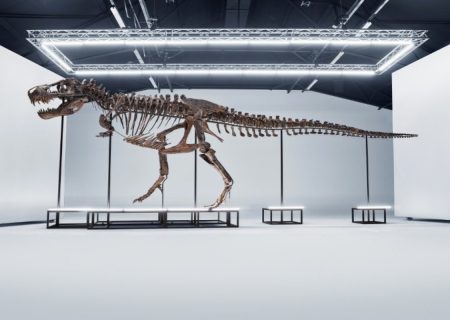 اسکلت دایناسور ۶۷ میلیون ساله به حراج گذاشته شد