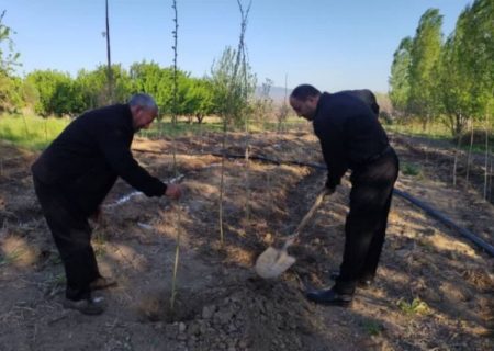 هفت هزار اصله نهال در مناطق عشایری آذربایجان شرقی کاشته شد
