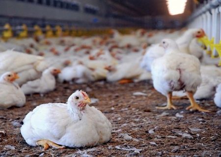 هشدار دامپزشکی آذربایجان غربی در خصوص شیوع بیماری آنفلوآنزای فوق حاد پرندگان