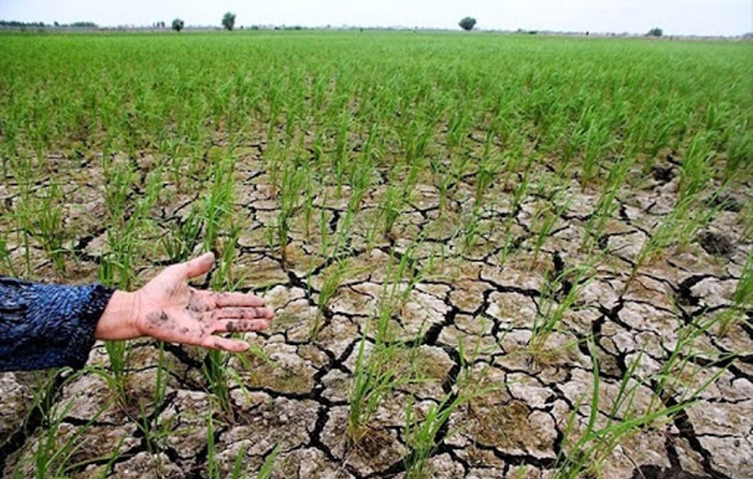 خشکسالی به ۱۱۷ هزار هکتار از اراضی زراعی آذربایجان شرقی خسارت زد