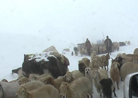 غافلگیری عشایر با بارش نیم متر برف در دامنه‌های سبلان/ عشایر اهر در ییلاقات به دنبال بارش برف زمین‌گیر شدند