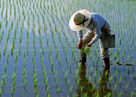 آسیب دیدگی ۱۰۰ درصد محصول برنج در مشگین‌شهر