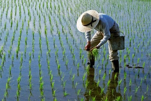 آسیب دیدگی ۱۰۰ درصد محصول برنج در مشگین‌شهر