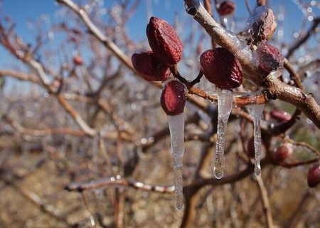 تاکستان‌های خرم‌دره قربانی سرمای دیرهنگام بهاره