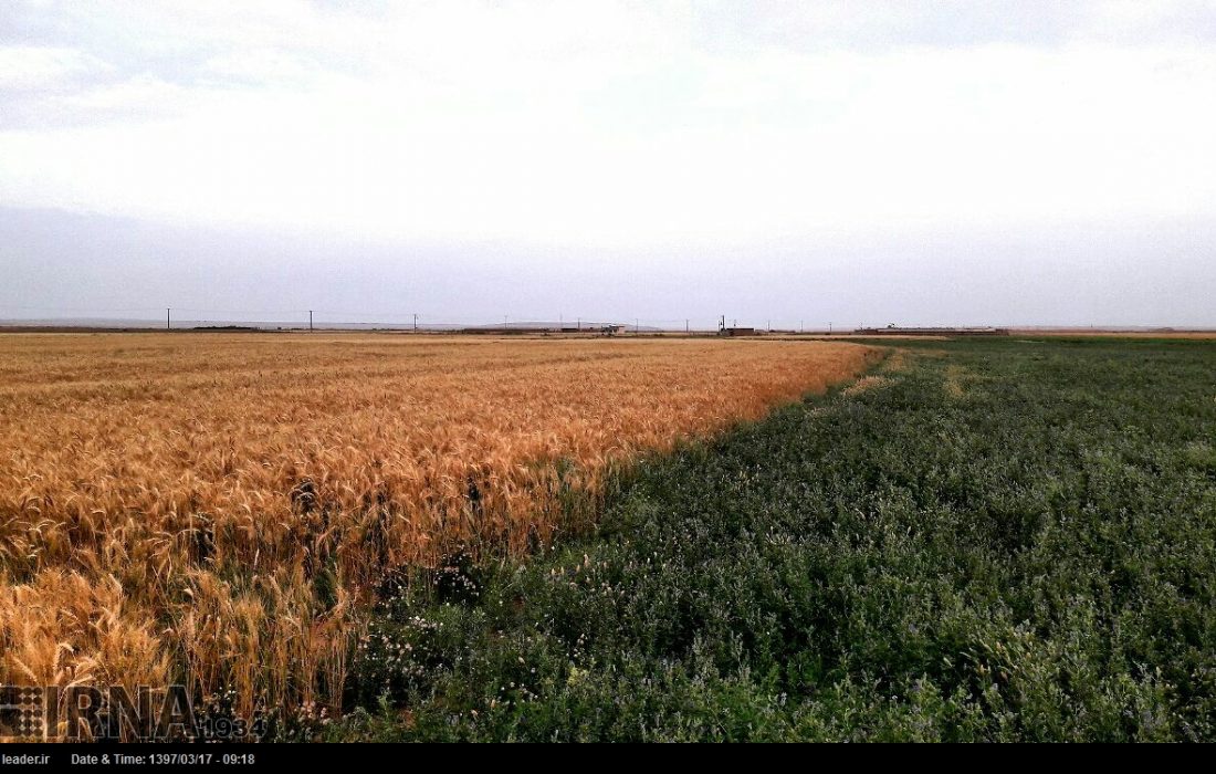 ۲۰ درصد مزارع گندم دیم آذربایجان غربی دچار تنش خشکسالی است