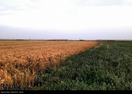۲۰ درصد مزارع گندم دیم آذربایجان غربی دچار تنش خشکسالی است