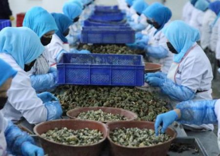 درآمد ۵٫۶ میلیون دلاری ترکیه از صادرات حلزون دریایی