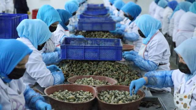 درآمد ۵٫۶ میلیون دلاری ترکیه از صادرات حلزون دریایی