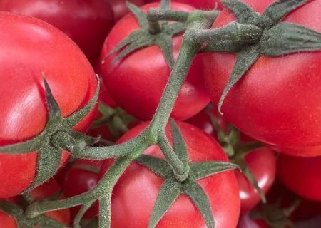 افزایش صادرات گوجه فرنگی ترکیه به روسیه