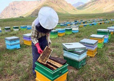 پیش بینی تولید بیش از ۳۲ هزار تن عسل در آذربایجان غربی