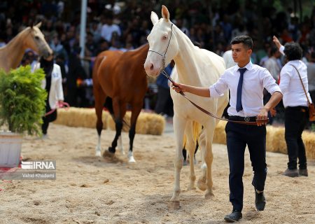جشنواره «اسب اصیل ترکمن»