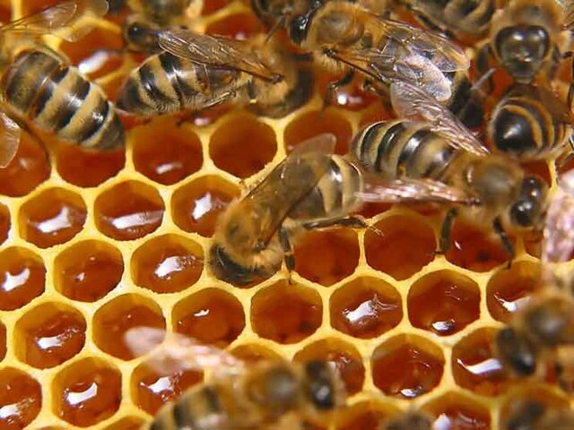 پیش بینی تولید بیش از ۳۲ هزار تن عسل در آذربایجان غربی